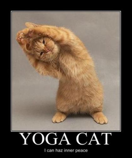 VH-yoga_cat